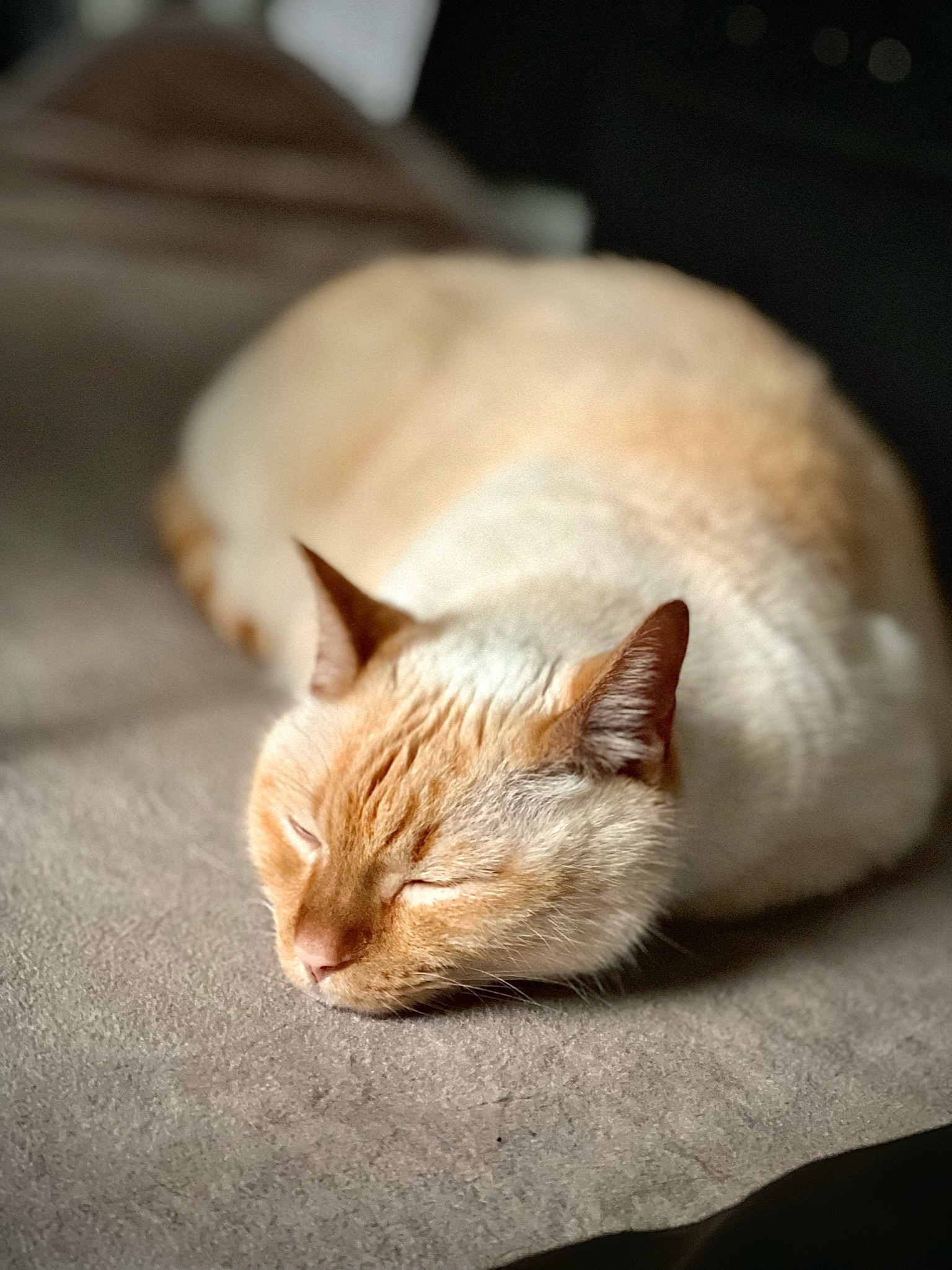 猫と一緒