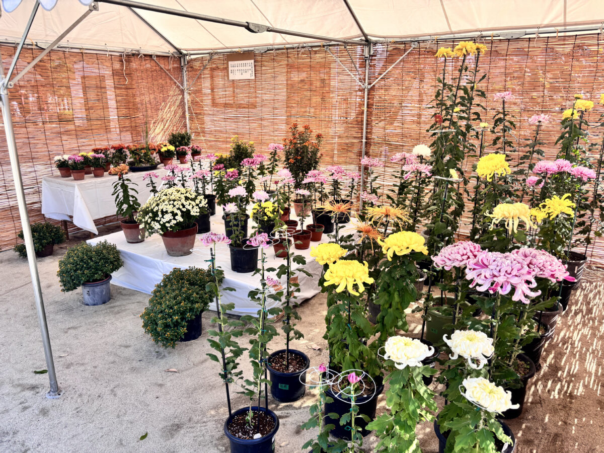 菊花展テント内の様子